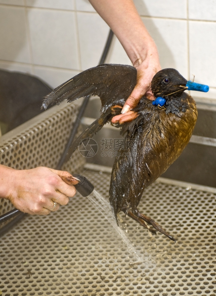 肮脏的鸟类用水管清洗被石油污染的猪泥冲洗图片