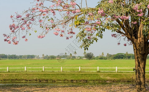 景观绽放伊普绿色田野前的粉角花图片