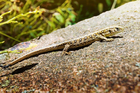 岩上蜥蜴爬行动物形象可选择的自然龙图片