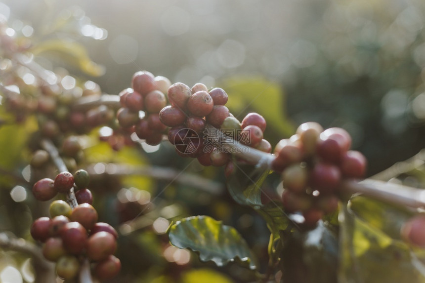 饮料咖啡树田里有成熟的浆果培育庄稼图片