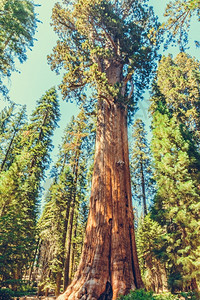 森林常绿美国加利福尼亚州塞夸公园王图片