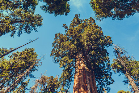 高的美国加利福尼亚州塞夸公园木头红图片