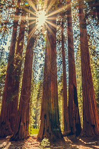 美国加利福尼亚州塞夸公园木头塞拉旅行图片
