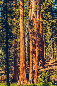 美国加利福尼亚州塞夸公园树地标户外图片
