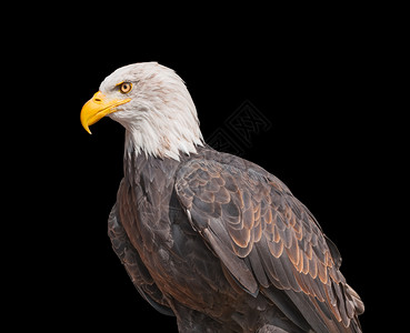 美国秃鹰在黑色背景上被隔离旗帜黑色的喙图片