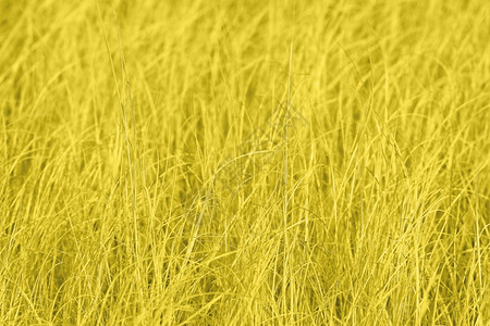 花园公有机的田野草背景地色调为201年的亮黄色用于印刷横幅海报和的草纹理有机田野草背景背景图片