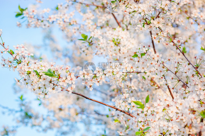 分支日本人在花园中有选择焦点美丽樱桃花朵与蓝天相比色空模糊背景位置文本突出焦点美丽的樱桃花与蓝色天空相对树图片