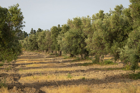 老橄榄树季节性植物高清图片