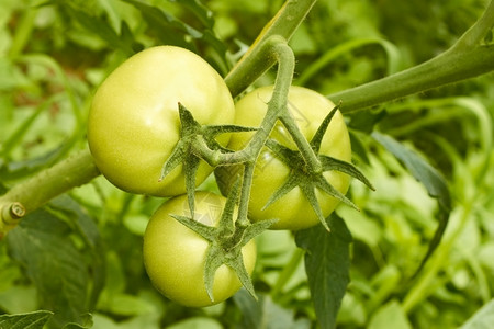 水培降落三个大片绿番茄组群挂在温室树枝上蔬菜图片