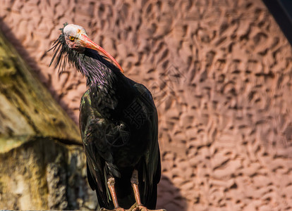 来自非洲热带鸟类群的北秃头伊比斯Ibis近身肖像红色的带头朱鹭图片
