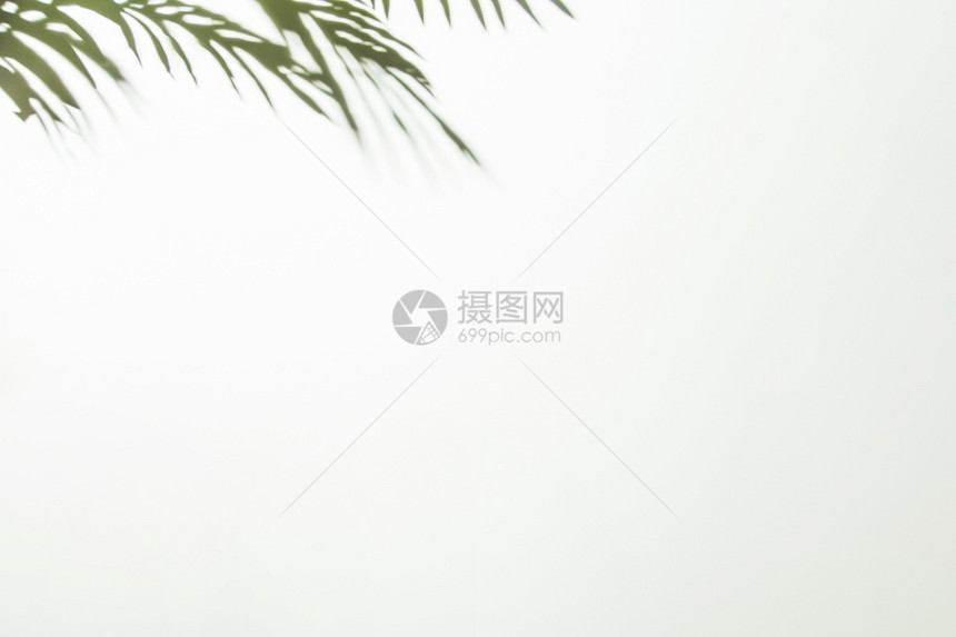 自然绿叶角白色背景高分辨率照片绿叶角白色背景高质量照片花园形象的图片