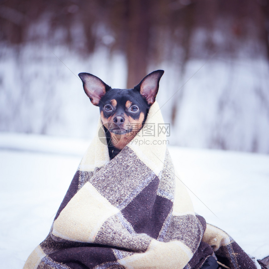 哺乳动物天气快乐的一只狗被包裹在格子的冬季森林中Zen冥想瑜伽享受自然和冬天图片