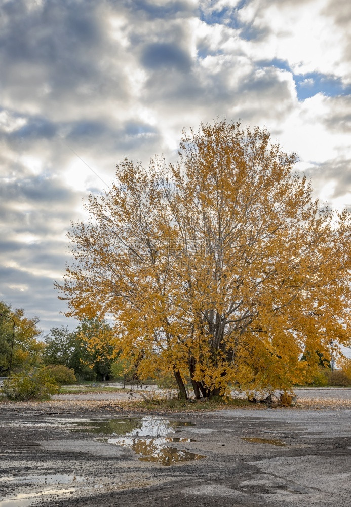 秋色的美丽树雨后黄叶与水反射艺术树叶颜色图片