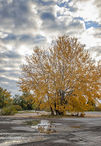秋色的美丽树雨后黄叶与水反射艺术树叶颜色图片