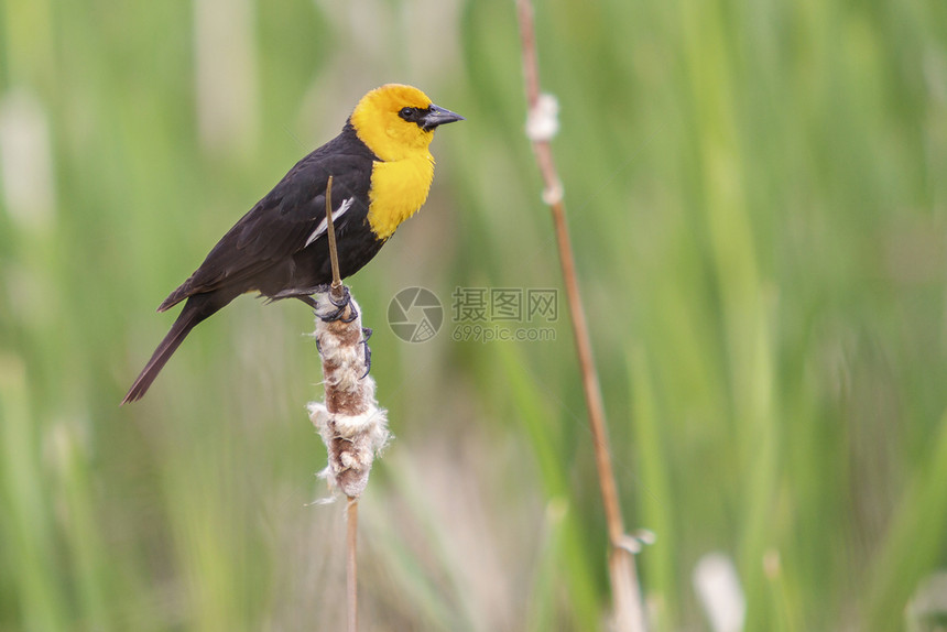 猎物捕食者黄头黑鸟在猫尾上被刺中关闭模糊的背景黄色图片