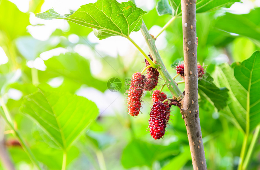 树叶桑上鲜嫩的红木浆果莓叶有助于养殖丝虫在树上种植水果图片