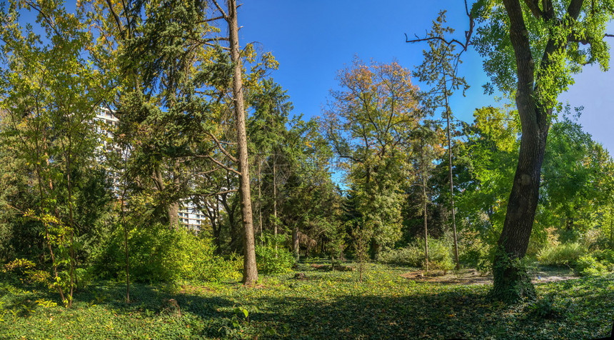 草花园乌克兰敖德萨老植物园的树木乌克兰奥德萨旧植物园的阳光明媚秋天日自然图片