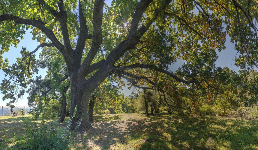 园艺郁葱乌克兰敖德萨老植物园的树木乌克兰奥德萨旧植物园的阳光明媚秋天日图片