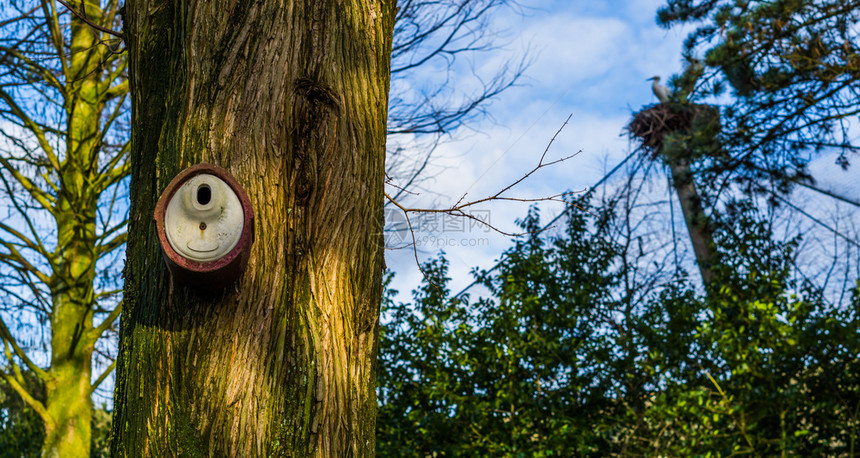 优质的装饰挂在树干上陶瓷鸟屋自然背景花园和自然装饰品栖息地图片