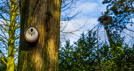 优质的装饰挂在树干上陶瓷鸟屋自然背景花园和自然装饰品栖息地背景图片