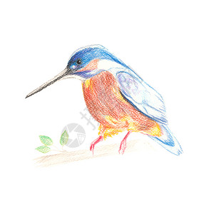 与世隔绝的分枝上有亮羽毛的亲手抽水彩鸟王捕者美丽的橙颜色图片