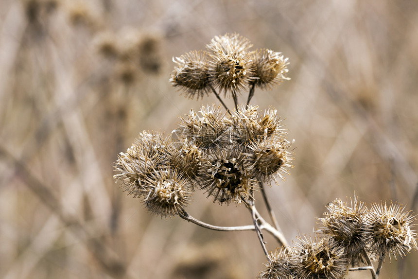 字段锋利的秋季近冬拍到花朵田间干刺花朵草地本植物图片