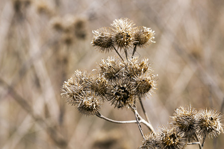 字段锋利的秋季近冬拍到花朵田间干刺花朵草地本植物背景图片