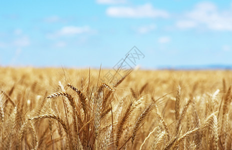 大麦尖峰在葡萄牙南部的田野小麦上关闭金钉粮食图片