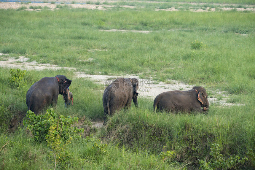 步行强的荒野亚洲大象群体用野生物池塘照片洗浴图片
