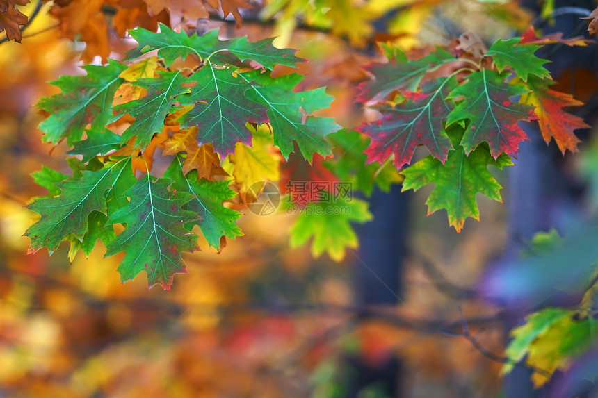 衬套色调季节在模糊的bokoh背景和复制空间上的秋树枝分支图片