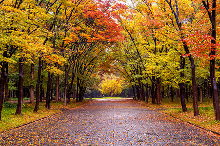 秋季森林公园图片