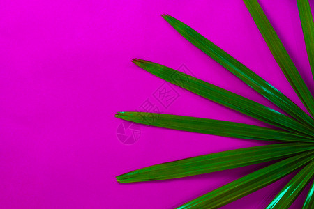 粉红背景的热带棕榈假树期天堂图片