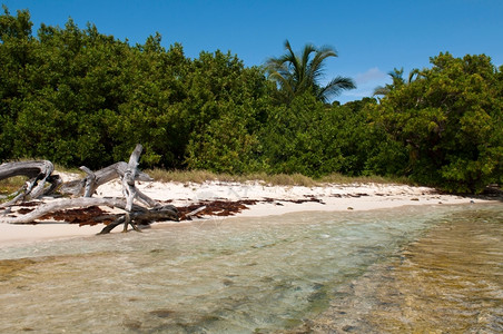 令人惊叹的位于加勒比安提瓜废弃海滩的漂浮木旅行海岸图片