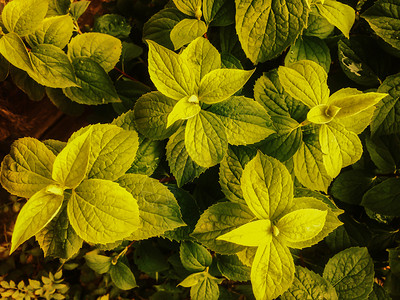 明亮的植物学盒子绿叶包围的茉莉花绿叶包围的茉莉花绿叶包围的调鲜艳色图片