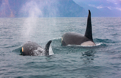 一对短暂的虎鲸穿越阿瓦查湾水域堪察特卡选择焦点另一对短暂的虎鲸穿过水域这对长途虎鲸通过水域在蓝色的杀手背景图片