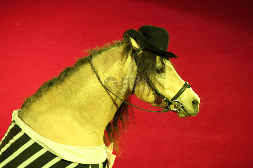 戴帽子的马在戏团表演内格游戏宠物图片