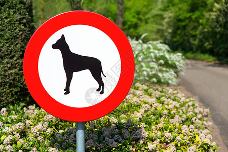 小狗极规则荷兰交通标志禁止与狗同行在此地区走图片