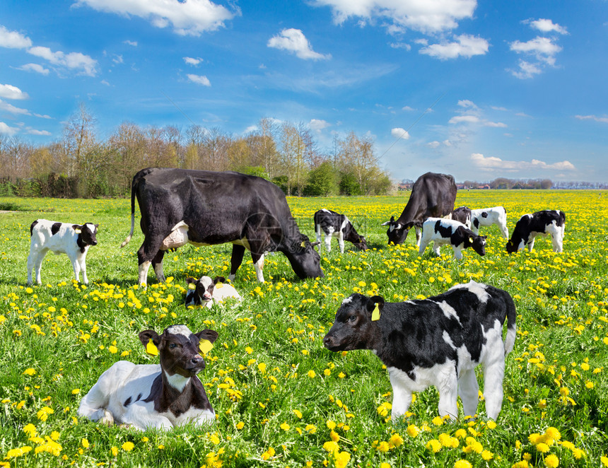 荷兰农村黑白奶牛和小群用黄色花朵在欧伯南草地上美丽的图片