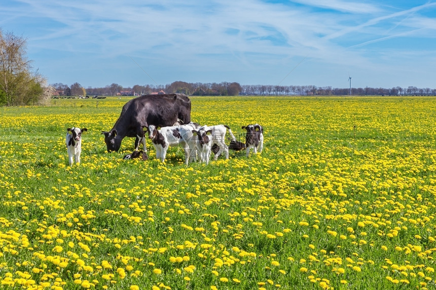荷兰舍内维尔牛群与新生幼崽一起在牧场中放野生黄花朵吃图片