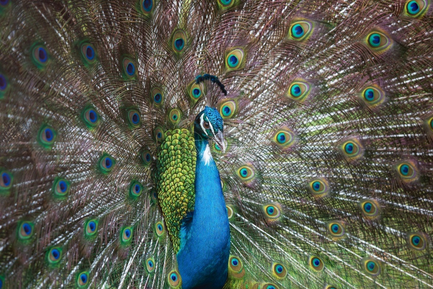 丰富多彩的近身印度男孔雀全露出优雅的眼神吸引着一名印度男皮禽在大自然中展示的羽毛尼泊尔光滑图片