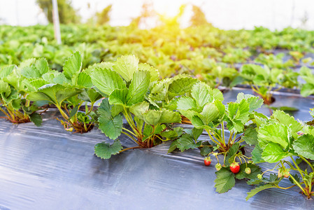 成熟温床场景草莓花园植物上新鲜的红草莓水果在泰国草莓园夜间阳光下在晚上背景图片