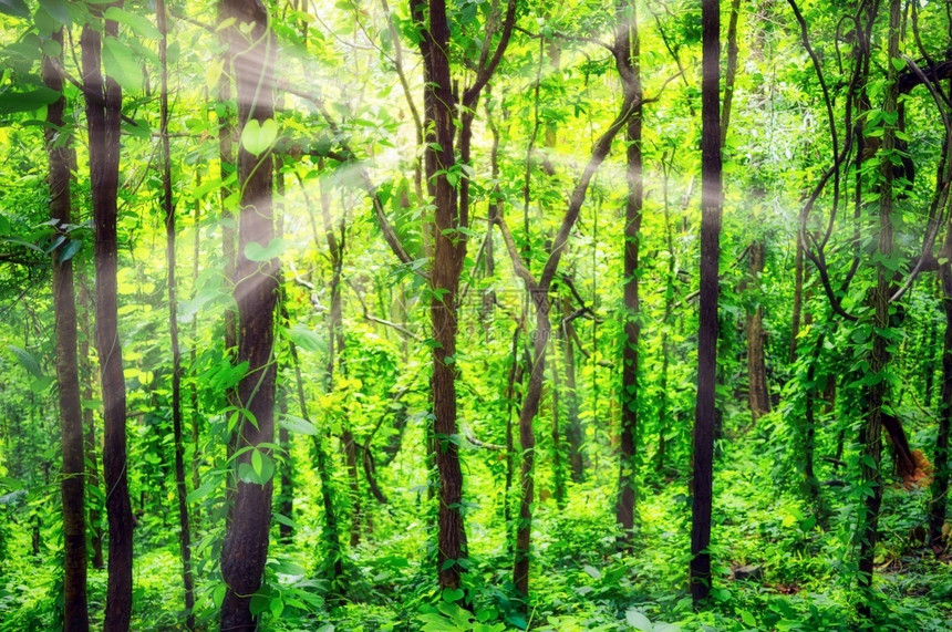 大气层人们户外阳光照耀着树木的天然林覆盖地面的藤树和木天然林自图片