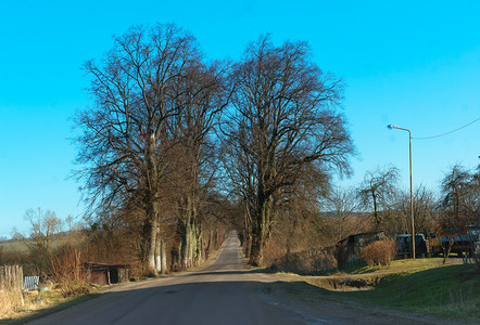 路旁的树胡同早春荒路旁树胡同季节路边交通图片