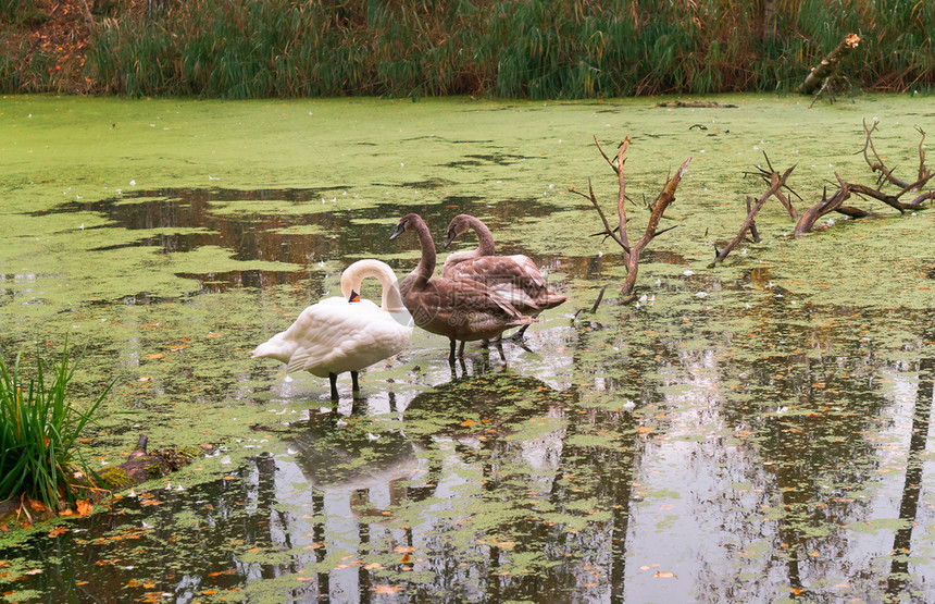 俄罗斯湖上的天鹅秋池塘上的灰鹅秋池塘上的灰鹅湖鸭蓬松图片
