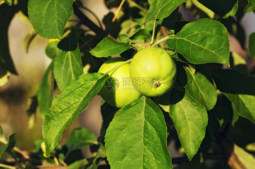 绿色夏日树枝上成熟的绿苹果花园植物图片