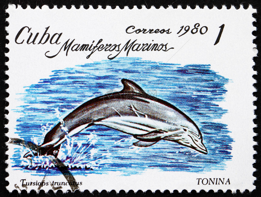 邮政图西奥普斯古巴大约1980年一张印在古巴的邮票显示宽吻海豚截尾洋哺乳动物大约年办公室图片