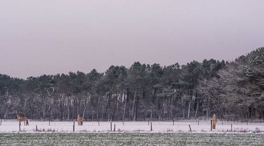 荷兰森林景观牧场和马匹平的冬季风景圣诞节欧洲图片