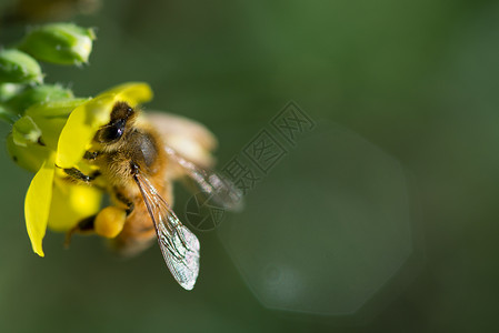 生物多样太阳蜜蜂收集野生黄色火箭花蜜蜂的粉收集黄色火箭花的粉动物图片