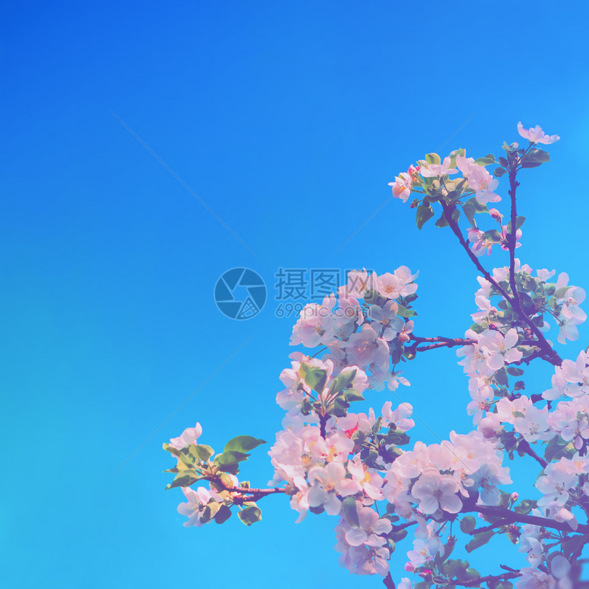 正方形一棵盛开的苹果树枝有白花和蓝天空春背景有复制空间选择焦点苹果树花与蓝天空相对抗夏明亮的图片
