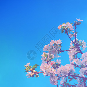 一棵开花的树正方形一棵盛开的苹果树枝有白花和蓝天空春背景有复制空间选择焦点苹果树花与蓝天空相对抗夏明亮的背景